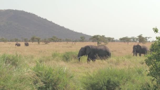 可爱的大象移动在令人惊叹的非洲大草原林地在阳光明媚的夏日自然栖息地 在高大的半干旱草地上 大象群在相思树间行走 — 图库视频影像