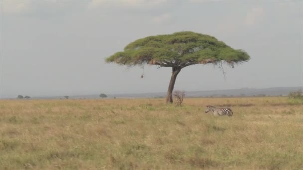 空中は クローズ アップ 有名なセレンゲティ平原 タンザニア アフリカの無限のサバンナ草原フィールドで孤独に立っている美しい緑豊かな緑のアカシアの木の天蓋をとびまわっています 単独で走っている若いゼブラ — ストック動画