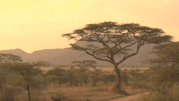 Close Safari Gravel Road Leading Savanna Grassland Woodland Beautiful Acacia — Stock Video