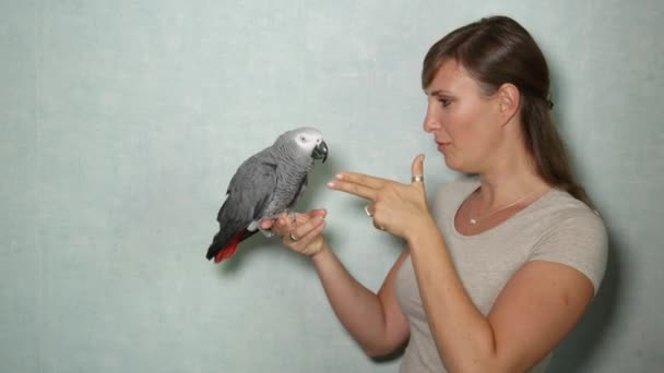 슬로우 손가락 스러운 아프리카 앵무새 떨어지는 소유자의 손가락에 — 비디오