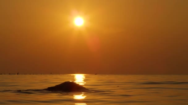 慢动作特写 有吸引力的女人站在海上的腰 来到水面 回过头来 溅起水滴 女孩的头在神奇的金色日落拍打 — 图库视频影像