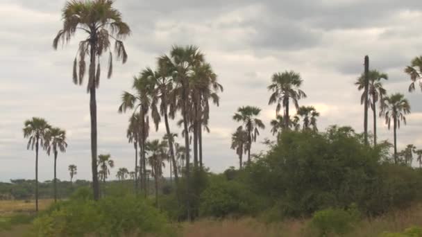 Fechar Safari Jogo Condução Passado Bela Vegetação Ribeirinha Verde Exuberante — Vídeo de Stock