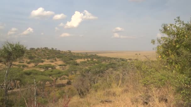 平地壮观的景观在塞伦盖蒂国家公园 绿色的相思树森林和从来没有结束大草原草原平原 游客在 Safari 吉普旅行横跨非洲的观光旅行 — 图库视频影像