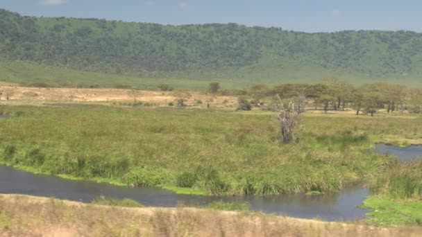 見事な背景に緑豊かな草原の森林と美しいンゴロンゴロ クレーターの広大な湿地沼湖で浸るアフリカのカバ Ngoitokitok 春の野生生物保護区を通る — ストック動画