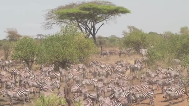 Aerial Close Flying Enormous Lovely Herd Wild Zebras Cute Offspring — Stock Video