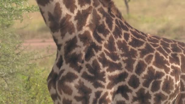 本物の革皮 ユニークなデザイン パッチと呼ばれる暗褐色の斑点やしみの荒野でアフリカのキリン属の軽いクリーム色の線で区切られたキリン パターン コートのクローズ アップの詳細 — ストック動画