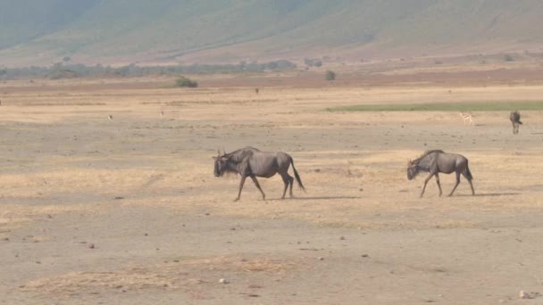 Εναέρια Εσωτερικη Θηλυκό Γκνου Wildebeest Και Νέοι Απογόνους Περπάτημα Όλη — Αρχείο Βίντεο