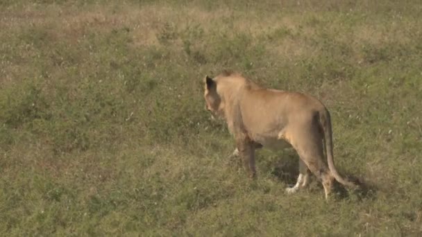 Aus Nächster Nähe Schöne Gefährliche Junge Männliche Löwen Die Auf — Stockvideo