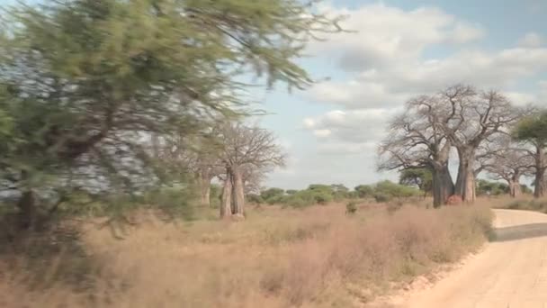 Fpv 观光旅游和游戏驾驶通过美丽的干旱的非洲草原 在令人叹为观止的阳光明媚的日子里 风景秀丽的林地 植被丰富 大强大的猴面包树和郁郁葱葱的绿色相思 — 图库视频影像