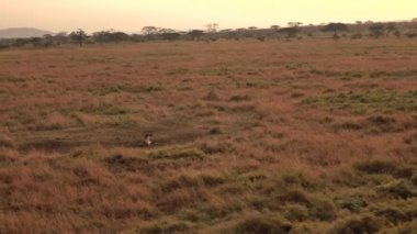 Anteni, kapatmak yukarıya: yakın yerde yatan ve Serengeti Milli Parkı, Afrika altın ışık sabah güneşli çarpıcı Tarih inleyerek geniş açık savannah otlak alanına vahşi benekli sırtlan yukarıda uçan.