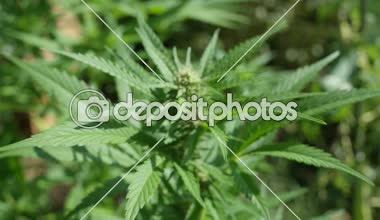 Ağır çekim, Close Up, Dof: Ayrıntı taze yeşil tıbbi esrar ve çiçek güzel bitki doğa doğal ışık üzerinde büyüyen büyük tomurcukları oluşturma. Esrar tıp thc görünür kristalleri ile