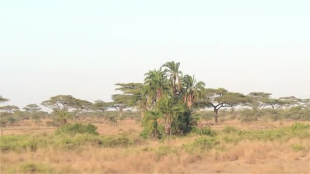 Aérien Voler Autour Beaux Palmiers Entourés Buissons Luxuriants Savane Prairies — Video