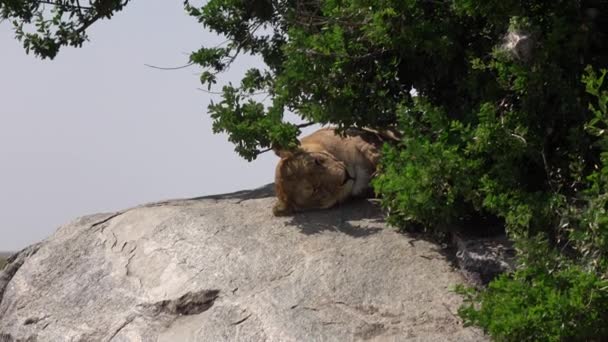 可爱的野母狮躺在炎热的石头上晒太阳 雌狮在荒野茂密的绿叶灌木下躺在高高的落基山上 舔着自己的快乐和满足感 — 图库视频影像