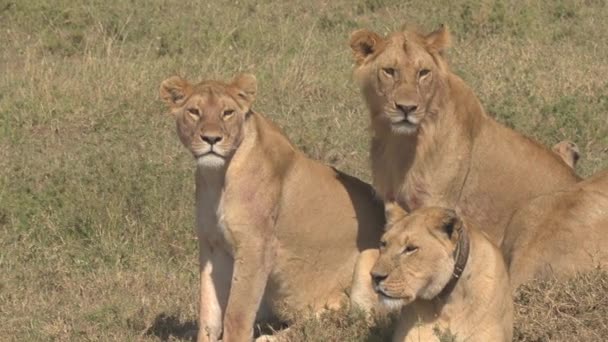 Närbild Bedårande Grupp Vuxna Och Unga Lejon Liggande Soliga Savann — Stockvideo