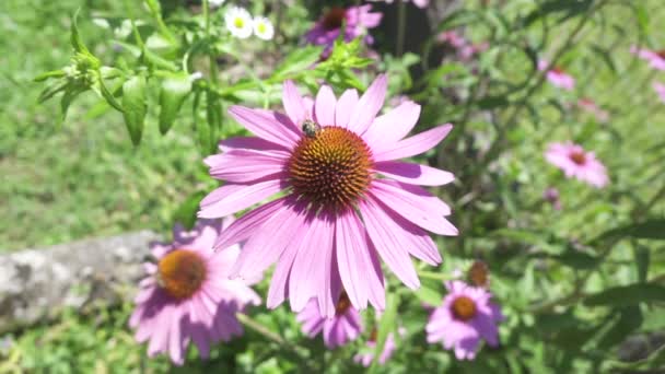慢动作 自由度 勤劳的蜜蜂在美丽的花园里 在阳光明媚的夏日里 从雌蕊和雄蕊中采集甜花蜜和花粉 然后飞走 — 图库视频影像