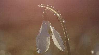 Yakın kadar ağır çekim, Dof: Çan şeklindeki beyaz çiçek açması bahar çiçek detayını güneşli Altın ışık akşam yağmur fırtınası sonra waterdrops ile kaplı. Güneş ışığında pırıl pırıl kardelen üzerinde yağmur damlaları