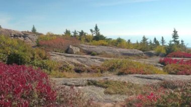 Yakın kadar renkli sonbahar yaprakları çalılar, Kuru ot, yaprak dökmeyen çalılar ve kayalık dağ Acadia Milli Parkı'nda, ana, ABD sonbahar güneşli üst taşlar arasında büyüyen genç çam ağaçları