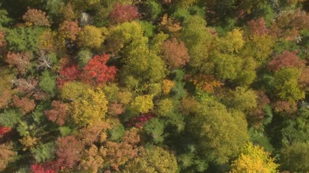美しい緑豊かな密集した落葉性森林の天蓋の上を飛んで空中 山の斜面は 紅葉のじゅうたんで覆われています かがり火赤と秋にサンフレム ゴールドにカラフルな秋紅葉饅頭 — ストック動画