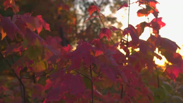クローズ アップ 被写し界深度 秋の紅葉は日没で森の中の緑豊かなメープル樹冠を覆う鮮やかな秋の色で着色 黄金の太陽が輝いている枝に赤く美しい紅葉 — ストック動画
