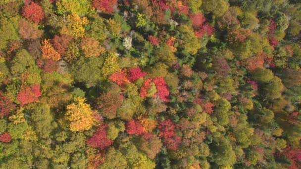 豪華な緑豊かな広大な森で壮大な木の天蓋の上航空 銀行を回す 紅葉のじゅうたんで覆われて レッズ カラフルな秋の紅葉 秋の黄色オレンジ色の終了色 — ストック動画