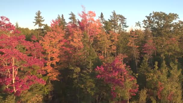 レッズのたき火で燃える美しい緑豊かな木の天蓋と秋にサンフレム金と空中 クローズ アップ 自然の中でゴージャスなフォレストのカラフルな回転秋の紅葉葉します — ストック動画