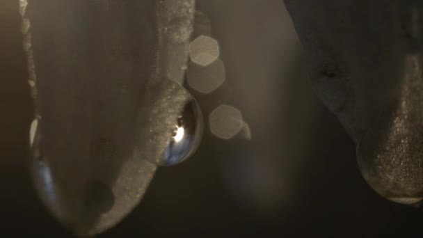 Slowmotion Close Macro Dof Detail Van Zonnestralen Snowdrop Bloem Openbaren — Stockvideo