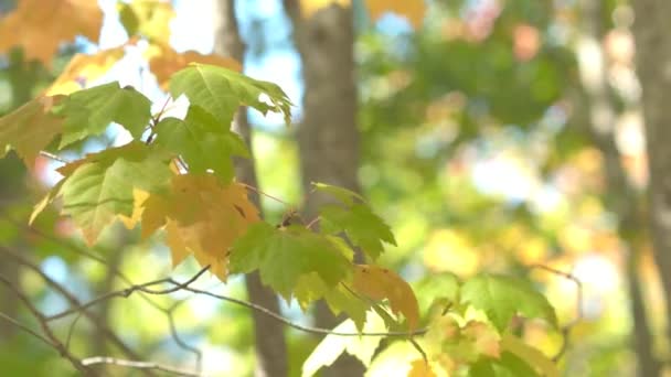 Närbild Dof Detalj Vackra Färgglada Löv Maple Tree Brunch Vrida — Stockvideo