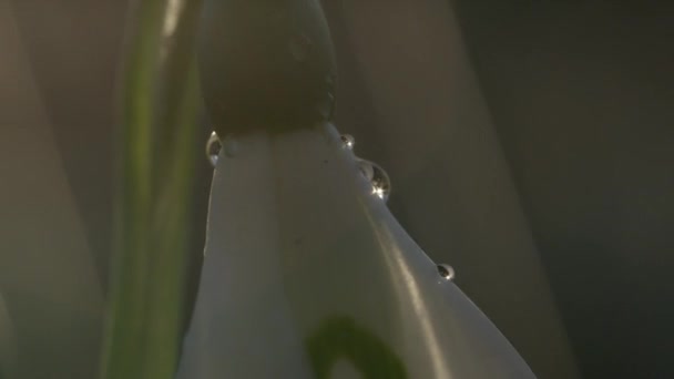 MOTION LENT, FERMER, MACRO, DOF : Détail des gouttes de pluie tombant sur les pétales de belle fleur blanche du début du printemps appelée fleur de flocon de neige. Galanthus fleurissent par une matinée pluvieuse mais ensoleillée dans les bois 