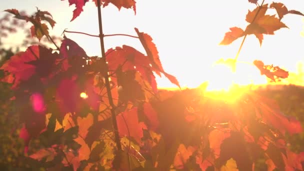 Close Dof Golden Sunrays Shining Stunning Silhouetted Fall Foliage Leaves — Stock Video