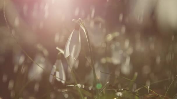 Close Lassú Mozgás Dof Szép Kora Tavaszi Virágok Függő Harang — Stock videók