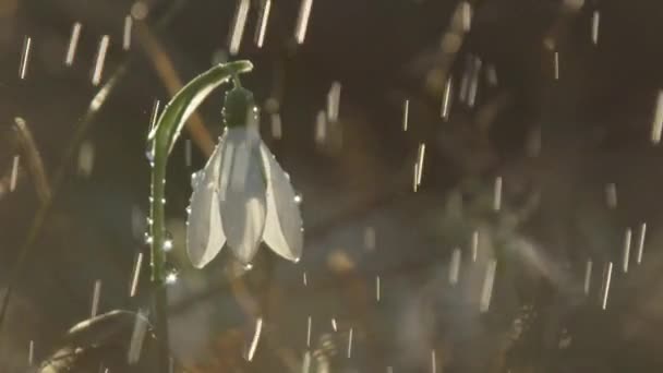 Motion Lent Fermer Dof Détail Pluie Printanière Légère Saupoudrant Sur — Video