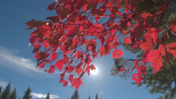 Κοντινό Πλάνο Ηλιαχτίδες Που Λάμπει Μέσω Red Maple Tree Πτώση — Αρχείο Βίντεο