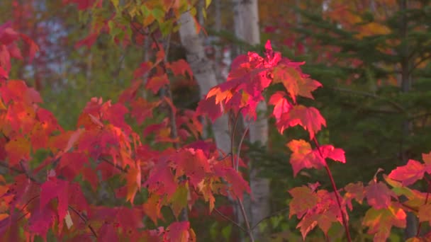 Close Dof Levendige Rode Oranje Gele Kleuren Herfst Gebladerte Die — Stockvideo