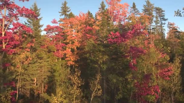 Antenne Close Rising Boven Weelderige Bomen Die Met Vreugdevuur Rode — Stockvideo