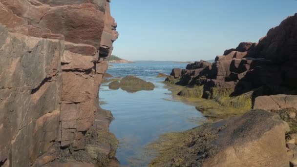 クローズ アップ 海藻には アメリカ合衆国メイン州の北 大西洋のギザギザの岩の多い海岸線を干潮時に岩が覆われています 自然のままの海岸に大きな石に茶色の藻 ビーチでマリンの草原 — ストック動画