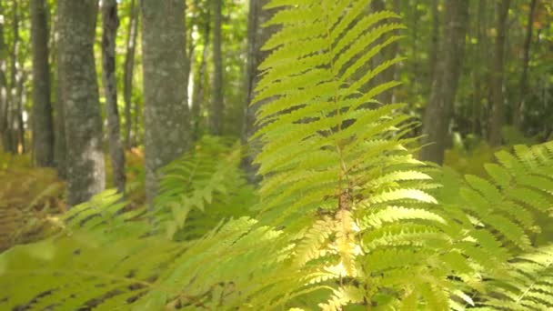 Närbild Dof Frodig Grön Ormbunke Växter Växer Skogen Vackra Täta — Stockvideo