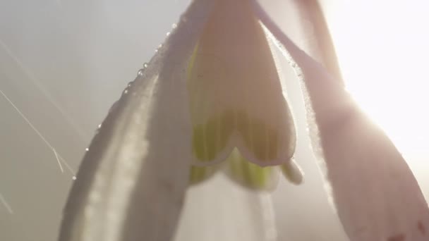 Zeitlupe Extreme Nahaufnahme Makro Dof Detail Der Sonnenstrahlen Die Durch — Stockvideo