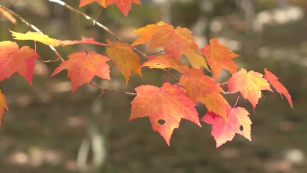 アカディア国立公園 メイン州 米国で秋のシーズン中に赤くメープル ツリー ブランチの美しいカラフルな葉の被写し界深度をクローズ アップ 秋の紅葉は落葉広葉樹林の緑豊かな小枝の葉します — ストック動画