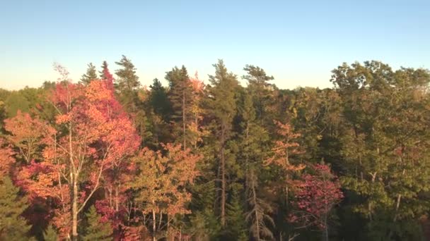 Aerial Flying Colorful Fall Foliage Tree Canopies Rising Empty Country — Stock Video