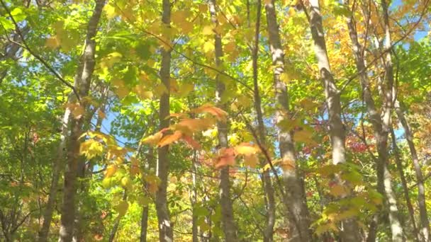 澄んだ青い空を背景に赤 オレンジ 黄色を回すの葉でローアングル クローズ アップ 豪華なカラフルな木の天蓋 カエデ メイン州 米国で晴れた日にオークの木の紅葉 — ストック動画