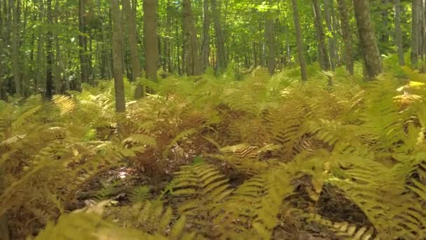 Cerrar Dof Vista Baja Del Ángulo Hermosas Plantas Helechos Amarillos — Vídeo de stock