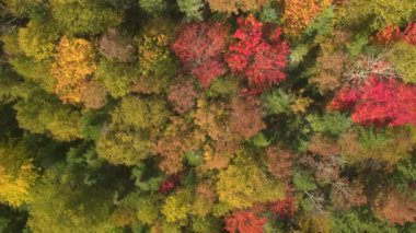 Hava: muhteşem ağaç Kanopiler muhteşem yemyeşil yoğun orman içinde yukarıda uçan. Dağ yamacı yaprakları dönüm halı ile kaplı. Şenlik ateşi-kırmızı ve sunflame-altın sonbaharında renkli sonbahar yaprakları