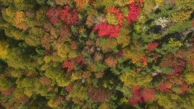 Hava: muhteşem ağaç Kanopiler muhteşem yemyeşil yoğun orman içinde yukarıda uçan. Dağ yamacı yaprakları dönüm halı ile kaplı. Şenlik ateşi-kırmızı ve sunflame-altın sonbaharında renkli sonbahar yaprakları