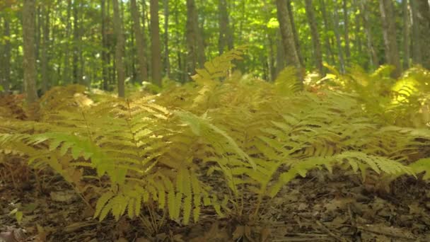 自由度 低角度看 美丽的转动黄色蕨类植物生长在杂草丛生的森林地板上 覆盖着干燥的叶子 落叶林地树檐下的低植被 — 图库视频影像
