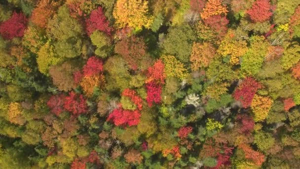 航空写真 豪華な緑豊かな鬱蒼とした森で魅力的な木の天蓋の上を飛んでください 山の斜面は 紅葉のじゅうたんで覆われています 秋に赤 オレンジ 緑の色で色鮮やかな秋の紅葉 — ストック動画