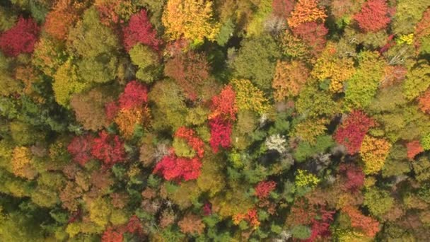 Luchtfoto Vliegen Boven Fascinerende Kronendak Prachtige Weelderige Dichte Bossen Berghelling — Stockvideo