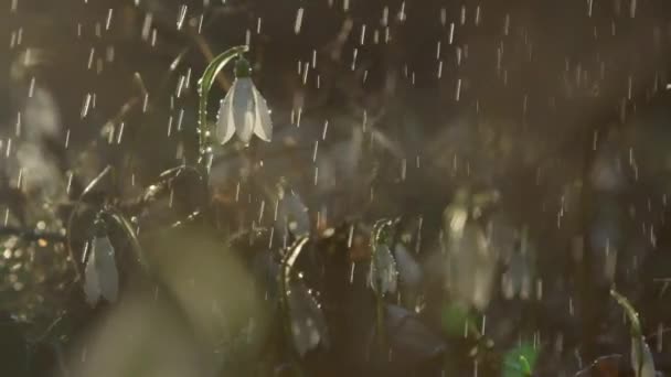 Fechar Slow Motion Dof Fresca Primavera Chuva Regando Belas Flores — Vídeo de Stock