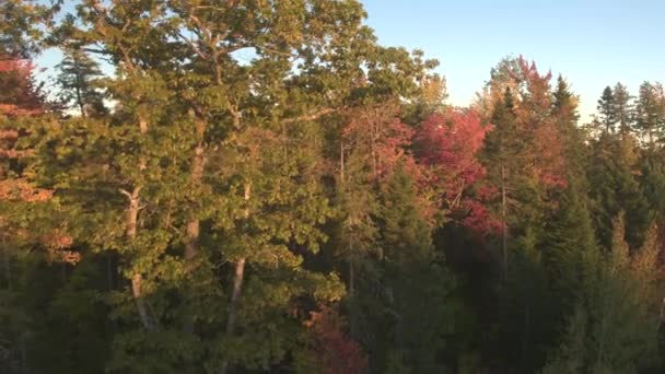 Aerial Close Flying Beautiful Lush Tree Canopies Burn Bonfire Reds — Stock Video