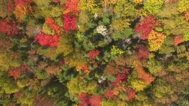 Luchtfoto Vliegen Boven Spectaculaire Kronendak Prachtige Weelderige Dichte Bossen Berghelling — Stockvideo