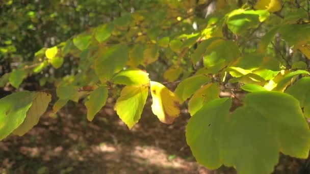 Cerrar Dof Detalle Hermosa Hoja Verde Brunch Del Árbol Volviéndose — Vídeo de stock